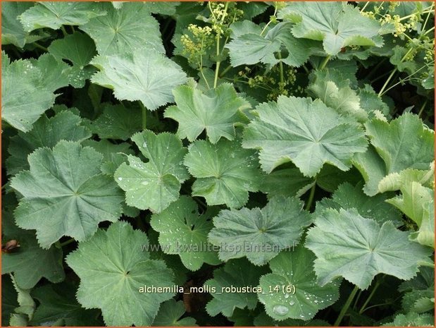 Alchemilla mollis 'Robustica' | Vrouwenmantel | Großblättriger Frauenmantel