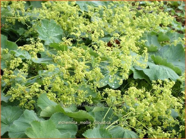 Alchemilla mollis 'Robustica' | Vrouwenmantel | Großblättriger Frauenmantel