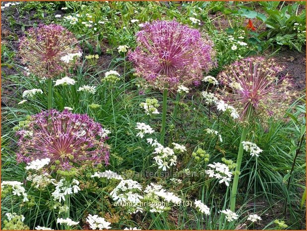 Allium christophii | Sierui, Look | Riesenlauch