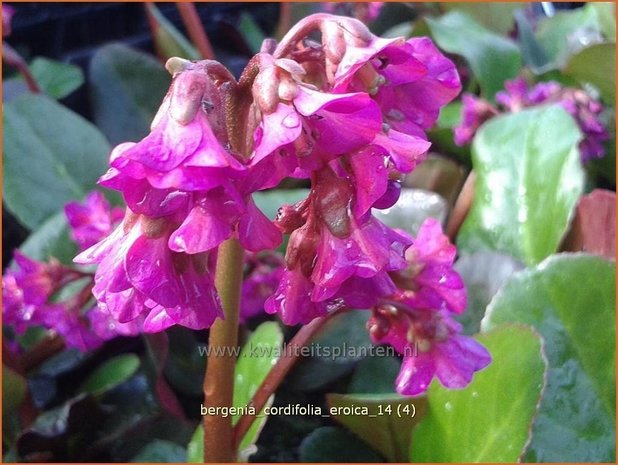 Bergenia cordifolia 'Eroica' | Schoenlappersplant, Olifantsoren