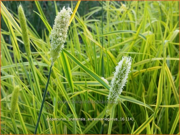 Alopecurus pratensis 'Aureovariegatus' | Vossenstaart | Fuchsschwanzgras