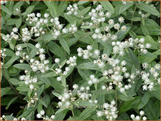 Anaphalis triplinervis | Siberische edelweiss, Witte knoop | Himalaya-Perlkörbchen