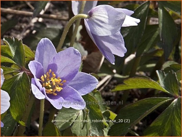 Anemone nemorosa 'Robinsoniana' | Bosanemoon, Anemoon | Busch-Windröschen