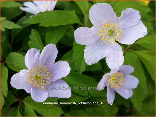 Anemone nemorosa 'Robinsoniana' | Bosanemoon, Anemoon | Busch-Windröschen