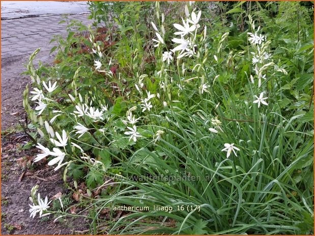 Anthericum liliago | Berglelie, Graslelie | Astlose Graslilie