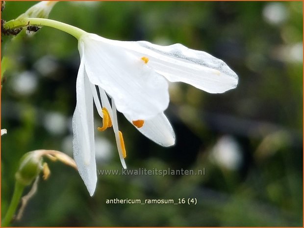 Anthericum ramosum | Berglelie, Graslelie | Ästige Graslilie