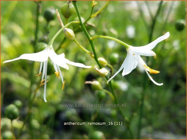 Anthericum ramosum | Berglelie, Graslelie | Ästige Graslilie