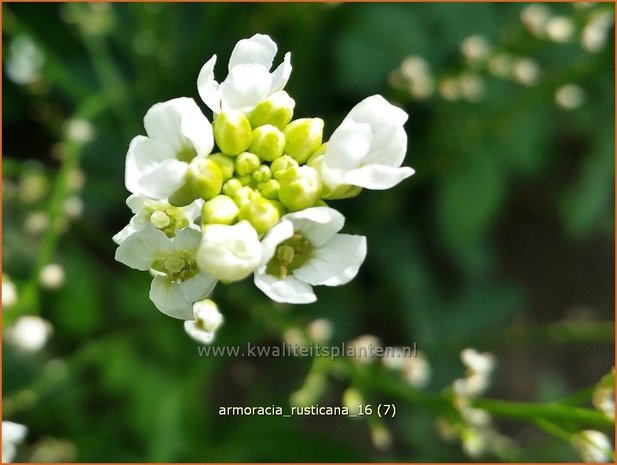 Armoracia rusticana | Mierikswortel | Gewöhnlicher Meerrettich