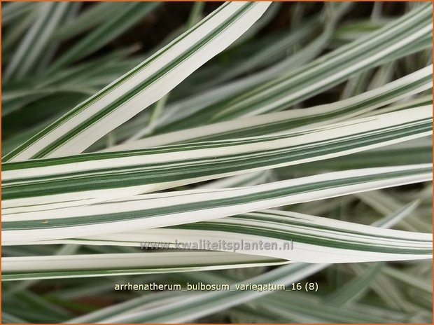 Arrhenatherum bulbosum 'Variegatum' | Glanshaver, Knolhaver | Glatthafer