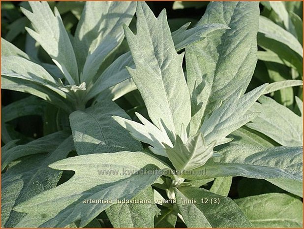 Artemisia ludoviciana 'Valerie Finnis' | Alsem, Bijvoet, Edelruit | Pr&auml;rie Silberraute