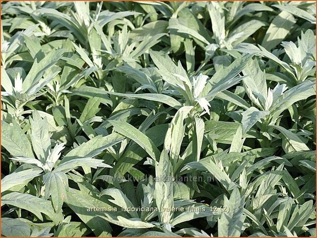 Artemisia ludoviciana 'Valerie Finnis' | Alsem, Bijvoet, Edelruit | Pr&auml;rie Silberraute