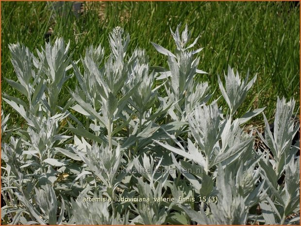 Artemisia ludoviciana 'Valerie Finnis' | Alsem, Bijvoet, Edelruit | Pr&auml;rie Silberraute