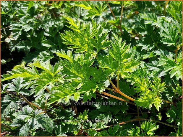 Aruncus aethusifolius | Geitenbaard | Kleiner Geißbart