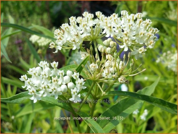 Asclepias incarnata 'Ice Ballet' | Zijdeplant | Rosablühende Seidenpflanze