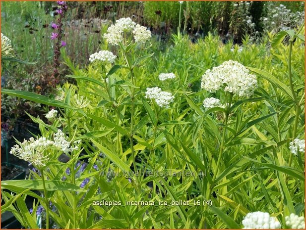 Asclepias incarnata 'Ice Ballet' | Zijdeplant | Rosablühende Seidenpflanze