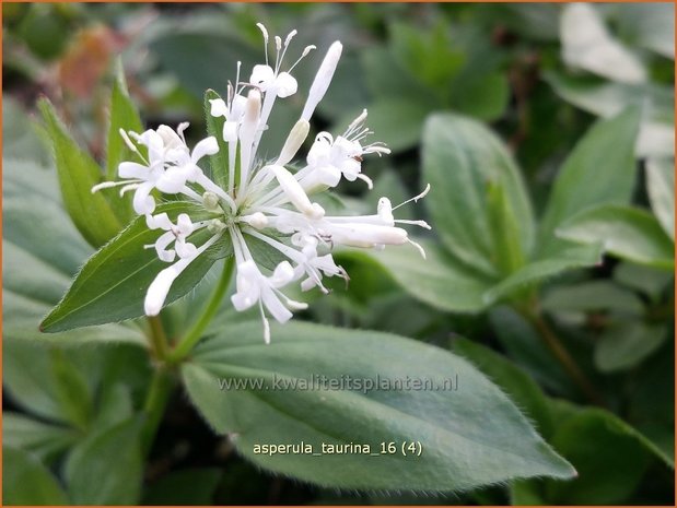 Asperula taurina | Bedstro | Turiner Meier