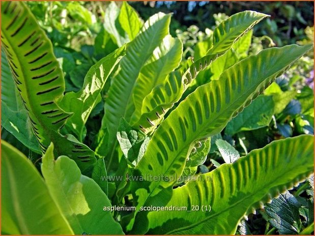 Asplenium scolopendrium | Tongvaren, Streepvaren | Hirschzungenfarn