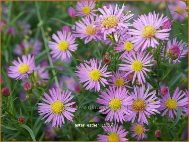 Aster 'Esther' | Aster | Aster