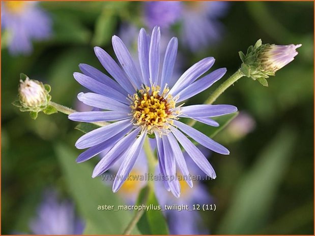 Aster macrophyllus 'Twilight' | Aster | Gro&szlig;bl&auml;ttrige Aster