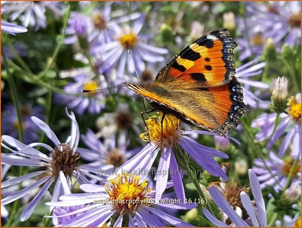 Aster macrophyllus 'Twilight' | Aster | Gro&szlig;bl&auml;ttrige Aster