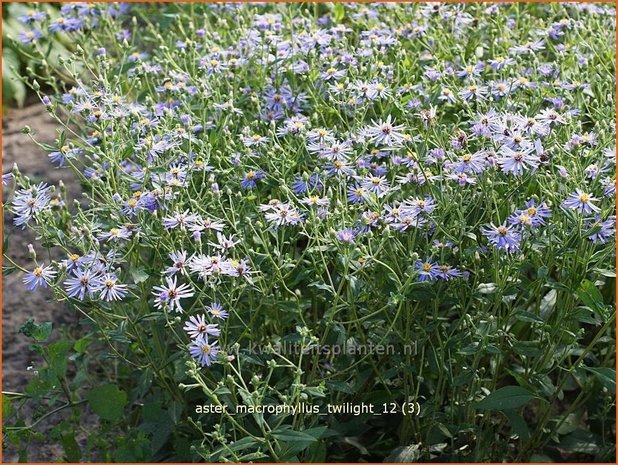 Aster macrophyllus 'Twilight' | Aster | Gro&szlig;bl&auml;ttrige Aster