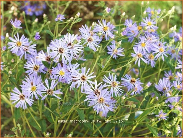 Aster macrophyllus 'Twilight' | Aster | Gro&szlig;bl&auml;ttrige Aster