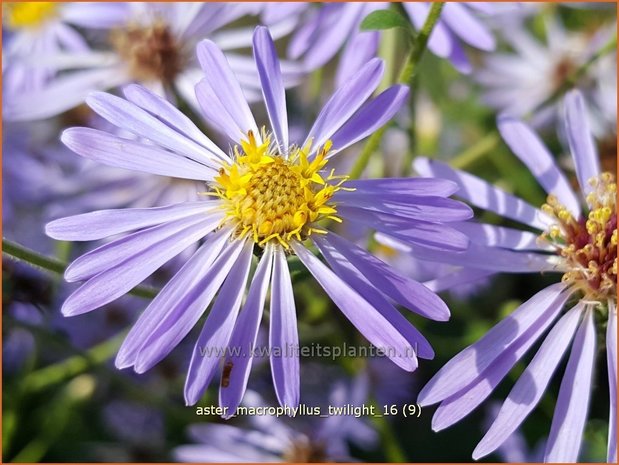 Aster macrophyllus 'Twilight' | Aster | Gro&szlig;bl&auml;ttrige Aster