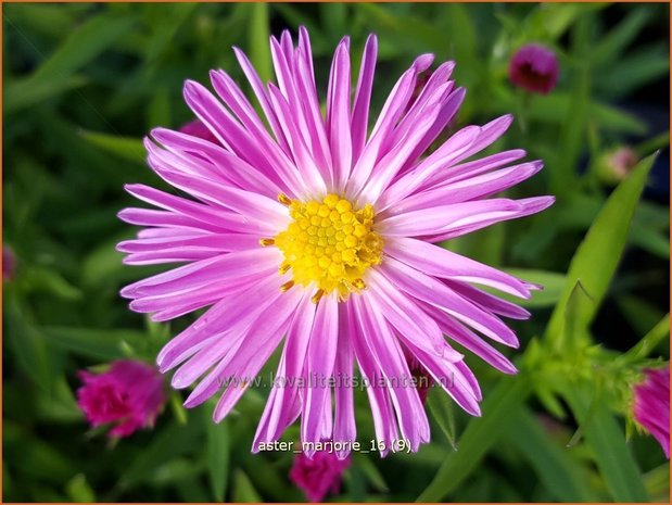 Aster 'Marjorie' | Aster | Aster