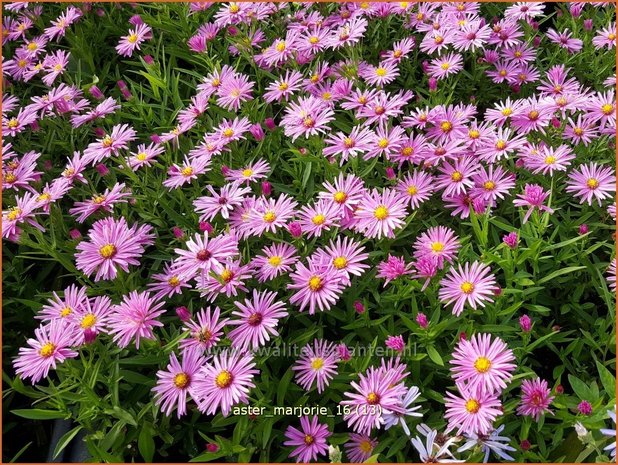 Aster 'Marjorie' | Aster | Aster