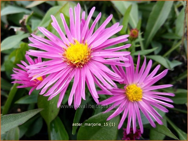 Aster 'Marjorie' | Aster | Aster
