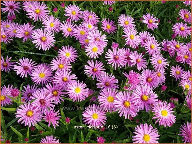 Aster 'Marjorie' | Aster | Aster