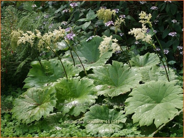 Astilboides tabularis | Tafelblad | Tafelblatt