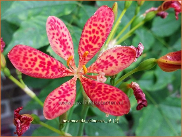 Belamcanda chinensis | Luipaardbloem | Leopardenblume