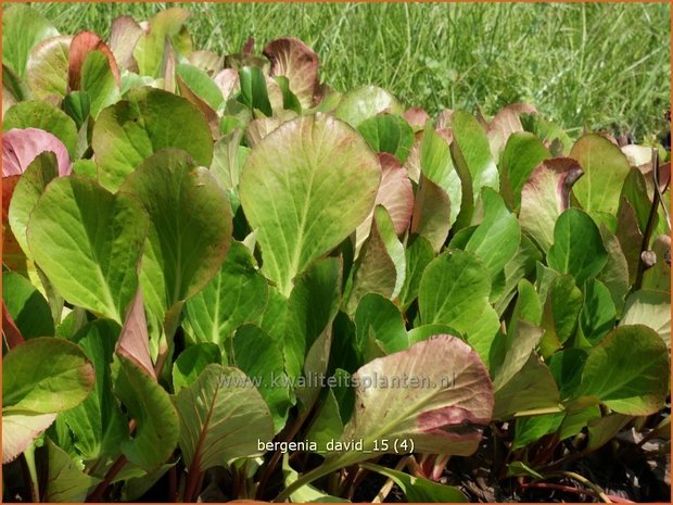 Bergenia 'David' | Schoenlappersplant, Olifantsoor | Bergenie