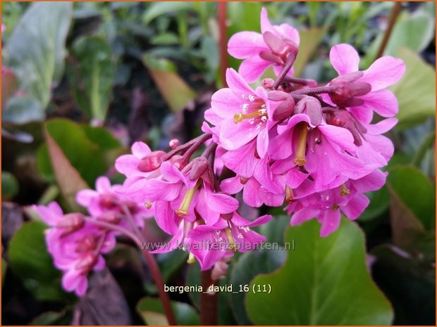 Bergenia 'David' | Schoenlappersplant, Olifantsoor | Bergenie