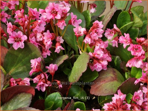 Bergenia 'Flirt' | Schoenlappersplant, Olifantsoor | Bergenie