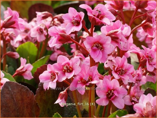 Bergenia 'Flirt' | Schoenlappersplant, Olifantsoor | Bergenie