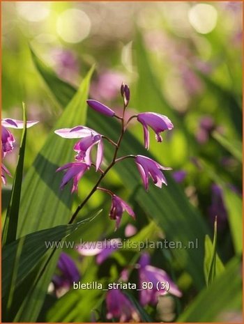 Bletilla striata | Aardorchidee, Japanse orchidee, Orchidee | Japanorchidee