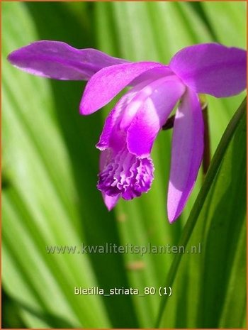 Bletilla striata | Aardorchidee, Japanse orchidee, Orchidee | Japanorchidee