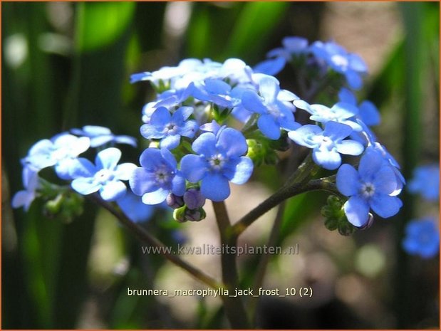 Brunnera macrophylla 'Jack Frost' | Kaukasische vergeet-mij-nietje, Vast vergeet-mij-nietje | Kaukasusvergissmeinnich