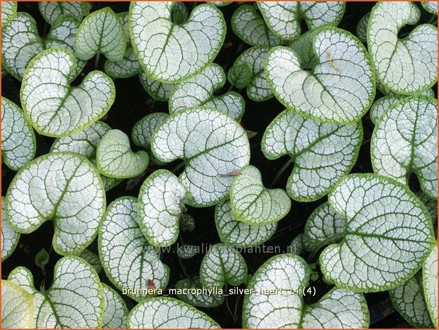 Brunnera macrophylla 'Silver Heart' | Kaukasische vergeet-mij-nietje, Vast vergeet-mij-nietje | Kaukasusvergissmeinni