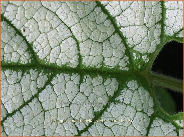 Brunnera macrophylla 'Silver Heart' | Kaukasische vergeet-mij-nietje, Vast vergeet-mij-nietje | Kaukasusvergissmeinni