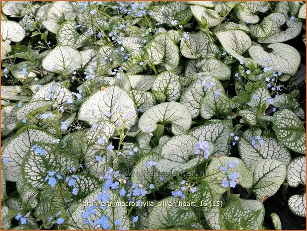 Brunnera macrophylla 'Silver Heart' | Kaukasische vergeet-mij-nietje, Vast vergeet-mij-nietje | Kaukasusvergissmeinni