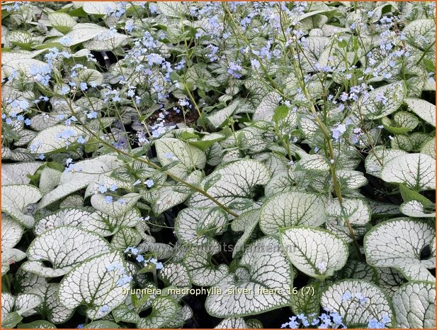 Brunnera macrophylla 'Silver Heart' | Kaukasische vergeet-mij-nietje, Vast vergeet-mij-nietje | Kaukasusvergissmeinni