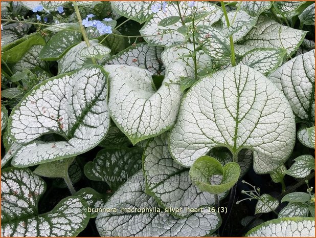 Brunnera macrophylla 'Silver Heart' | Kaukasische vergeet-mij-nietje, Vast vergeet-mij-nietje | Kaukasusvergissmeinni