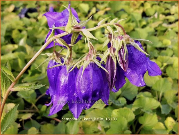 Campanula 'Kent Belle' | Klokjesbloem | Glockenblume