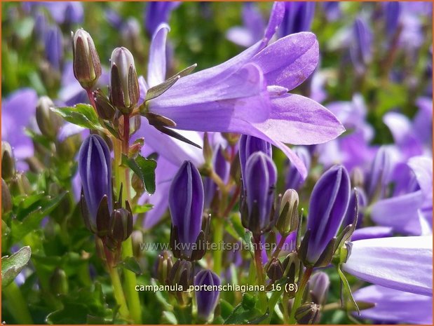 Campanula portenschlagiana | Dalmatieklokje, Klokjesbloem | Polster-Glockenblume