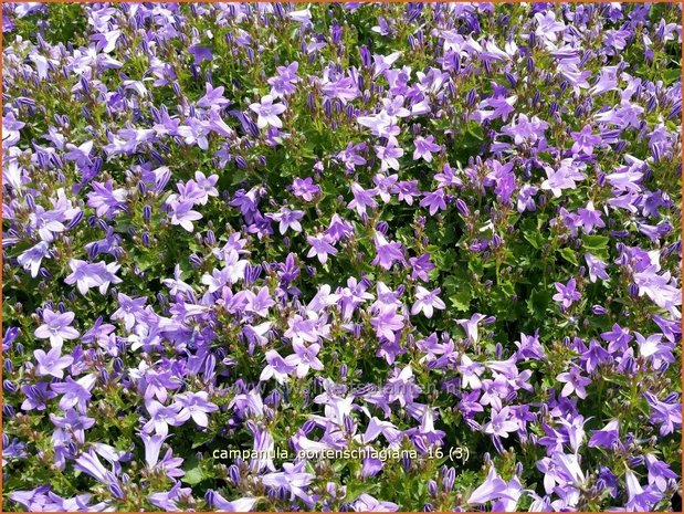 Campanula portenschlagiana | Dalmatieklokje, Klokjesbloem | Polster-Glockenblume