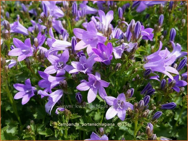 Campanula portenschlagiana | Dalmatieklokje, Klokjesbloem | Polster-Glockenblume