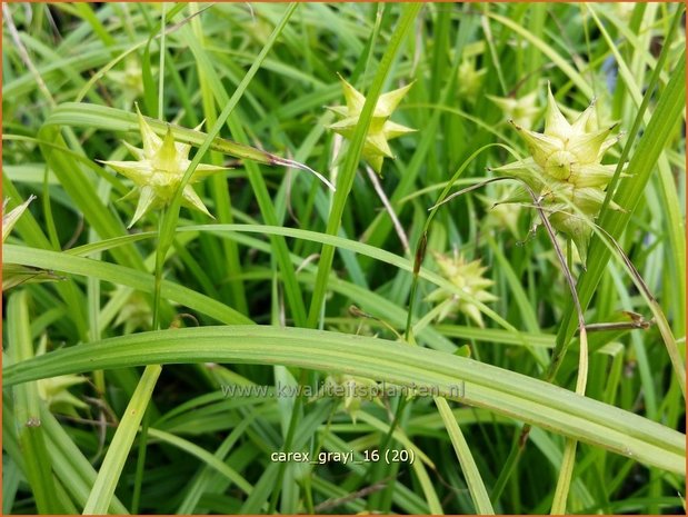 Carex grayi | Morgensterzegge, Zegge | Morgenstern-Segge
